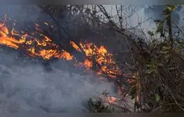Incendios arrasan miles de hectáreas de bosques y cultivos