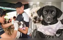 Campaña de veterinaria gratis en estos distritos de Lima este 14 de septiembre, horario y ubicación