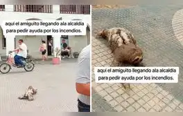 Perezoso camina hacia municipio de Bolivia y conmueve en redes: “Pide ayuda por incendios forestales”