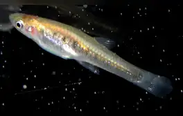 El pequeño pez de Sudamérica que detecta la contaminación por hidrocarburos en el agua, según científicos