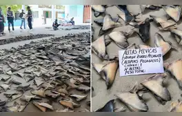 Sunat incauta 1,29 toneladas de aletas de tiburón en Tumbes a una empresa sin documentos