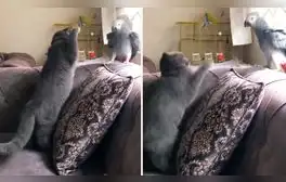 ¡Increíble astucia! Loro imita la voz de su dueño para engañar a un gato y logra salvarse de ataque