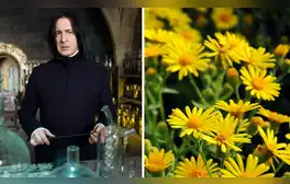 Así puedes hacer un ramo de flores amarillas de papel para obsequiar este 21 de septiembre
