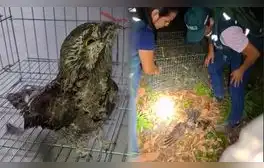 Pequeña ave sobrevive a los incendios forestales en Cajamarca: primeras imágenes del rescate de Serfor