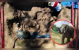 Increíble hallazgo en Perú: descubren restos de un mastodonte de 11.000 años del tamaño de un elefante
