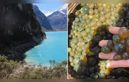 'Caviar de los incas': ¿de qué está hecho el superalimento que previene el cáncer y promueve la salud muscular?