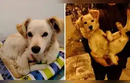Vecina de Ate rescata a perrita de 7 meses y ahora busca darle un hogar: "No tuve corazón para dejarla"
