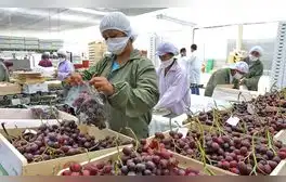 BCRP: exportaciones no tradicionales agrarias crecieron 45,6% en julio