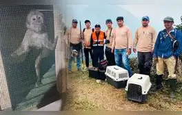 Realizan campaña a favor de animales afectados por incendios forestales: conoce cómo ayudar desde Lima