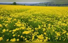 Mensajes, frases y dedicatorias para regalar flores amarillas el 21 de septiembre: las mejores ideas y poemas