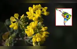 Día de las Flores amarillas: por qué se celebra el 21 de septiembre en Perú, Argentina y más países de Latinoamérica