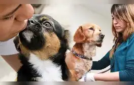 Campaña veterinaria gratuita en Lima y provincias: distritos y servicios el 21 y 22 de septiembre