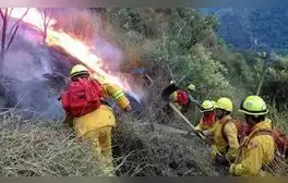 Incendios forestales continúan: ¿qué hacer si encuentras un animal silvestre tras siniestros? Esto dice SERFOR