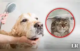¿Por qué el baño de tu mascota debe hacerlo un especialista?: esto dijo un dermatólogo