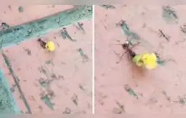 Captan a hormiguita llevando una flor amarilla a su ‘pareja’ y en redes bromean: “A mí ni una manzanilla”