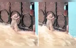 Desesperada rata hace llorar a miles al aferrarse a una reja para no ser arrastrada por el desborde de río