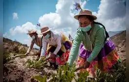 Agro crece 3,3% primeros siete meses del año