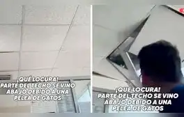 Gatos pelean en el techo de una oficina y sorprenden a trabajadores al caer sobre sus escritorios
