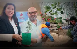 ¿Adoptarías un árbol? Conoce la innovadora medida en Tacna para conservar especies en peligro de extinción
