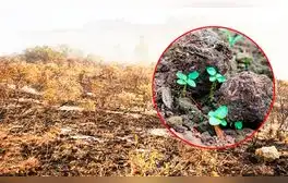 Perú adoptará innovadora técnica de Egipto para reforestar zonas afectadas por incendios forestales