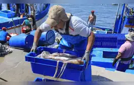 Pescadores anuncian grave crisis en Piura por la escasez de pota en Paita