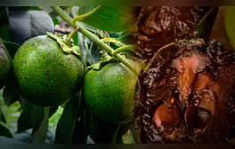 La fruta originaria de América Latina que sabe a pudín de chocolate: se consume en postres, vinos o fruta fresca