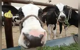 Ganaderos del Perú piden mayor apoyo al Midagri para impulsar compra de leche a las mypes