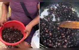 Peruanos capturan hormigas en la selva para luego freírlas: “Buen provecho, ñañitos”