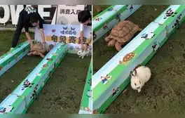 Realizan carrera entre tortuga y un conejo, pero resultado sorprende en redes: “Se hizo canon”