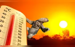 El mamífero más lento del mundo podría extinguirse: las altas temperaturas representan un peligro para los perezosos