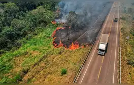 Incendio forestal en Madre de Dios arrasa 30 hectáreas y avanza hacia Cusco dejando animales silvestres muertos