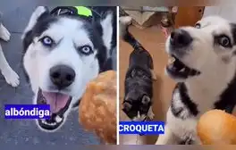 Perro sorprende al 'hablar' como una persona y es toda una sensación en TikTok