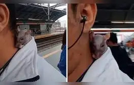 Peruano se pasea con su rata ‘egipicia’ en el Metro de Lima y es furor en redes: “No paga pasaje”