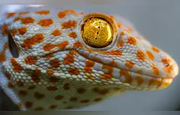 Científicos descubren el ‘sexto sentido’ de un animal que les permite comunicarse a través del suelo y el agua