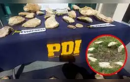 El curioso uso que le daba un hombre a 150 fósiles en su casa en Coquimbo: PDI incautó los restos