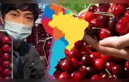 El boom de las cerezas de Sudamérica en China: cómo este país conquistó el mercado chino con 377.000 toneladas exportadas al año