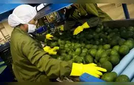 Agroexportaciones peruanas sumaron US$6.755 millones entre enero y agosto