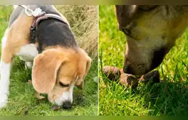 ¿Sabes por qué los perros comen heces? Reconocido veterinario lo explica: "Está relacionado con su aprendizaje"