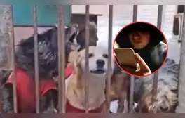 Envenenan a perritos en Carabayllo luego de que albergue se negara a pagar cupo: un can murió