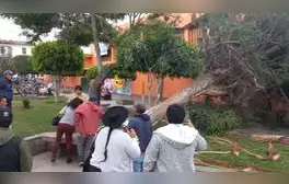 Ayacucho: Árbol se cae a causa de vientos huracanados y casi mata a más de 20 vendedores ambulantes