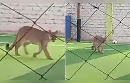 Captan a puma ingresando a campo deportivo en Chincha y usuarios bromean: “Quería su pichanga”