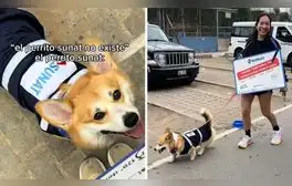 Perrito disfrazado de inspector de la Sunat es furor en redes: "¿Dulces o fiscalización?"
