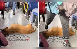 Perrito duerme plácidamente en bus de Lima y usuarios bromean: “Se va a pasar de paradero”