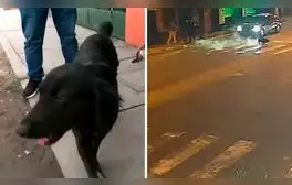 Maltrato animal en Ate: mujer le lanza agua hirviendo a perro frente a su vivienda y vecinos exigen sanciones