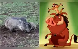 Jabalí y suricata jugando juntos sorprenden en redes: “'Timón y Pumba' en la vida real”