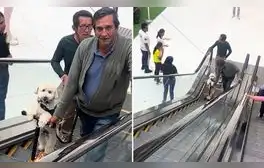 Perrito usa scooter para subir escaleras eléctricas y es furor en redes: “Como se lo merece”