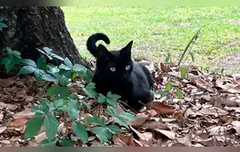 El gato Pepper, cuyo dueño trabaja en la Universidad de Florida, encontró una musaraña que tenía un virus.