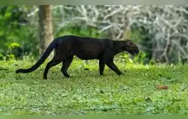 Un jaguarundi fue avistado en Texas tras más de 40 años de ausencia, despertando el interés de científicos y biólogos.