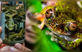 una nueva especie de rana, Costa Rica, Descubren en Costa Rica, Isthmohyla nacientes