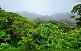 Costa Rica, que en 1940 contaba con un 75% de cobertura forestal, logró revertir la deforestación que redujo sus bosques al 21% en 1987, alcanzando hoy más del 50%.